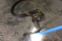 Video: Hổ mang chúa đại chiến trăn dài 2 mét ngay trong nhà dân