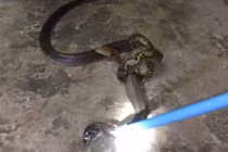 Video: Hổ mang chúa đại chiến trăn dài 2 mét ngay trong nhà dân