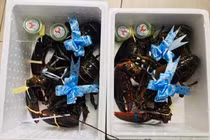 Giá quá rẻ, dân tình ồ ạt mua cua hoàng đế làm quà biết Tết