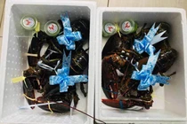 Giá quá rẻ, dân tình ồ ạt mua cua hoàng đế làm quà biết Tết