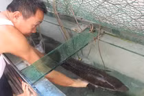 Ngư dân Nghệ An bắt được cá chình "khủng" hiếm gặp