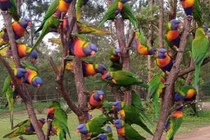 Chiêm ngưỡng cây thông Noel đặc biệt chỉ có ở Australia