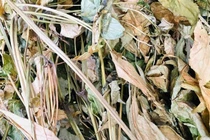 5 chiếc lá khô queo được bán với giá 200.000 đồng