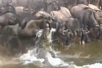 Video: Linh dương thoát chết ngoạn mục dù bị cá sấu lôi xuống nước