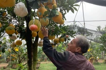 Lão nông biến hoá một cây mọc ra 10 loại quả bán Tết