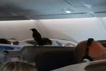 Sáo đen khôn lỏi 'đi lậu' máy bay suốt 12 tiếng mà không ai biết