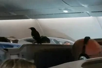 Sáo đen khôn lỏi 'đi lậu' máy bay suốt 12 tiếng mà không ai biết