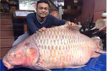 Cá hô 100kg có giá tiền tỷ đại gia Sài Gòn săn lùng ăn tiệc