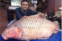 Cá hô 100kg có giá tiền tỷ đại gia Sài Gòn săn lùng ăn tiệc