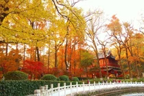 Video: Mê mẩn "lạc" giữa cảnh sắc Trung Quốc mùa lá vàng