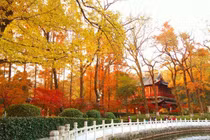 Video: Mê mẩn "lạc" giữa cảnh sắc Trung Quốc mùa lá vàng