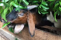 Cận cảnh mô hình nuôi dê nhốt đàn VietGAP thu tiền tỷ mỗi năm