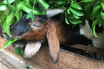 Cận cảnh mô hình nuôi dê nhốt đàn VietGAP thu tiền tỷ mỗi năm