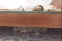 Dân mang thả tim bức ảnh chủ và thú cưng say giấc ngày nắng nóng