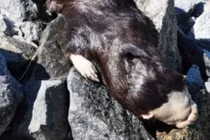 Phát hiện xác sinh vật lạ, 2 y tá vứt vội và hậu quả sau đó