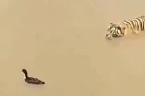Video: Vịt chơi trò "mèo vờn chuột" với hổ