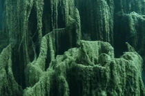 Video: Khám phá rừng cây "mọc ngược" dưới lòng hồ