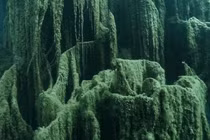 Video: Khám phá rừng cây "mọc ngược" dưới lòng hồ