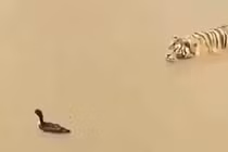 Video: Vịt chơi trò "mèo vờn chuột" với hổ