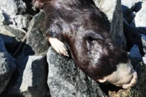 Phát hiện xác sinh vật lạ, 2 y tá vứt vội và hậu quả sau đó