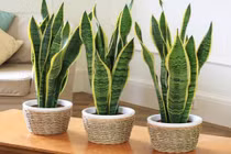 Gặp nhiều may mắn an yên nhờ chọn đúng hoa tươi hợp mệnh