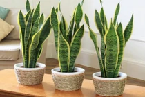 Gặp nhiều may mắn an yên nhờ chọn đúng hoa tươi hợp mệnh