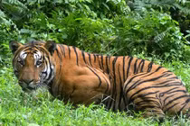 Bắn chết hổ cái "thành tinh" giết 13 người trốn kỹ suốt 2 năm