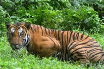 Bắn chết hổ cái "thành tinh" giết 13 người trốn kỹ suốt 2 năm