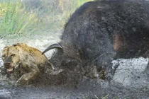 Trâu rừng vùi dập sư tử đến chết nhờ "cúc húc sấm sét"