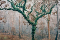 Khung cảnh sau những vụ cháy rừng kéo dài ở Australia