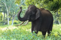 Bị chỉ trích vì bám vào ngà voi để biểu diễn kéo xà