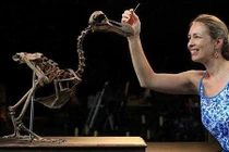 Loài chim đắt nhất thế giới, 1 bộ xương đắt ngang xe Ferrari