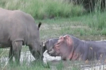 Video: Kỳ lạ cảnh tê giác và hà mã tình thương mến thương kết bạn