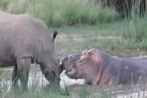 Video: Kỳ lạ cảnh tê giác và hà mã tình thương mến thương kết bạn