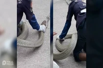 Video: Đột nhập nhà cô gái trẻ bắt rắn hổ mang chúa khổng lồ