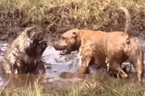 Video: Tử chiến nhím trong vũng bùn, chó Pitbull bị gai găm đầy mặt