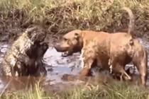 Video: Tử chiến nhím trong vũng bùn, chó Pitbull bị gai găm đầy mặt