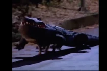 Video: Dân tình náo loạn khi "cá sấu chó" xuất hiện trên phố