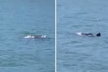 Video: Sinh vật bí ẩn bơi trên sông ở Australia