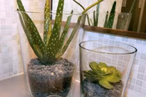 Loạt cây xanh hữu ích trong nhà tắm giúp gia chủ sống vui khỏe