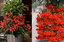 Gia chủ nên đặt 5 loại cây cảnh này trong nhà để chiêu tài lộc