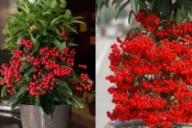 Gia chủ nên đặt 5 loại cây cảnh này trong nhà để chiêu tài lộc