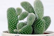 Không trồng cây này chắc chắn bạn sẽ hối hận cả đời