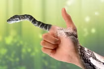 Nằm mơ thấy rắn có điềm gì?