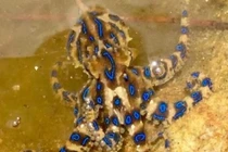 Cầm “tử thần” trên tay chơi đùa ngoài biển mà không hề hay biết