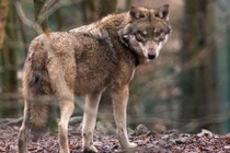 Chó sói lần đầu xuất hiện tại Bỉ sau 100 năm vắng bóng