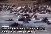 Video: 30 con hà mã "đánh hội đồng" một con cá sấu để bảo vệ con non