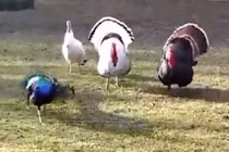 Video: Chim khổng tước bị 2 con gà tây đuổi đánh ác liệt