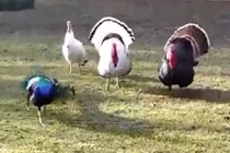 Video: Chim khổng tước bị 2 con gà tây đuổi đánh ác liệt