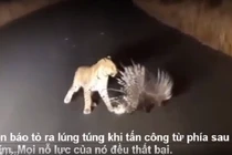 Video: Nhím hạ nhục báo hoa mai bằng chiêu thức độc đáo